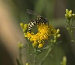 Bicyrtes capnopterus
