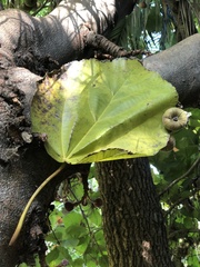 Ficus auriculata