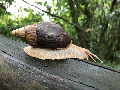Giant Blonde Snail