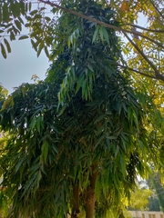 Monoon longifolium
