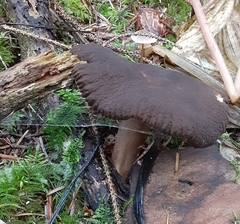 Lactarius fallax fallax