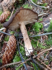 Lactarius fallax fallax