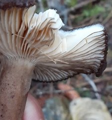 Lactarius fallax fallax