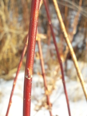 Salix pyrolifolia