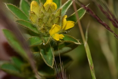 Crotalaria nana