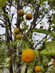 Citrus × microcarpa