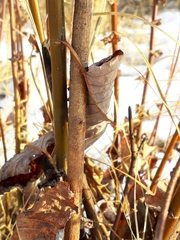 Salix pyrolifolia