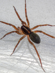 Liocranidae