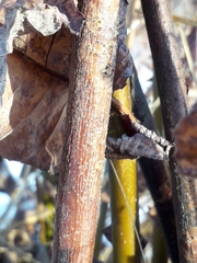Salix pyrolifolia