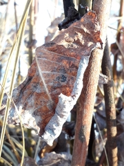 Salix pyrolifolia