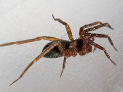 Liocranidae