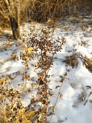 Filipendula ulmaria