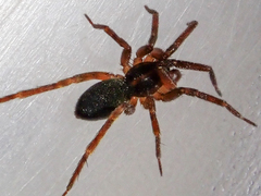 Liocranidae