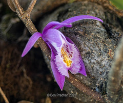 Pleione praecox