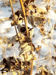 Filipendula ulmaria