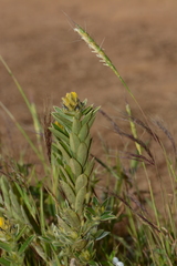 Crotalaria nana