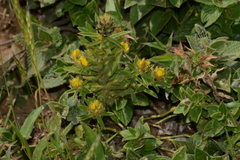 Crotalaria nana