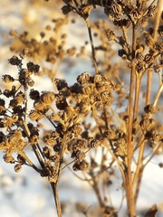 Filipendula ulmaria