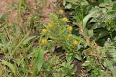 Crotalaria nana