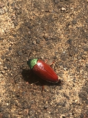 Sternocera