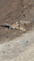 Libytheana carinenta