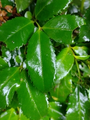 Laureliopsis philippiana