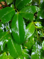 Laureliopsis philippiana