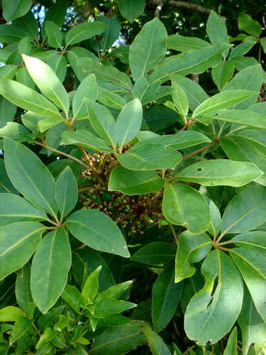 Kermadec Fivefinger (Pseudopanax kermadecensis)