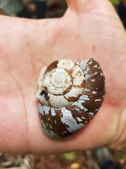 Pedinogyra rotabilis