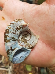 Pedinogyra rotabilis