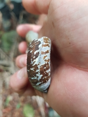 Pedinogyra rotabilis