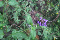 Prunella vulgaris image