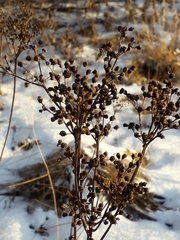 Filipendula ulmaria