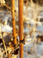Filipendula ulmaria