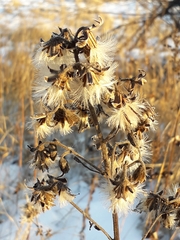 Senecio nemorensis