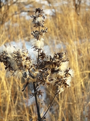 Senecio nemorensis