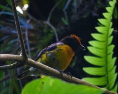 Euphonia anneae