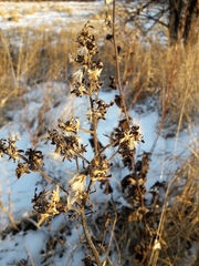 Senecio nemorensis