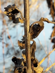 Senecio nemorensis
