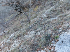 Asphodeline