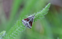 Odontiinae