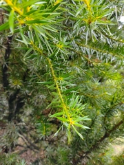 Podocarpus nubigenus