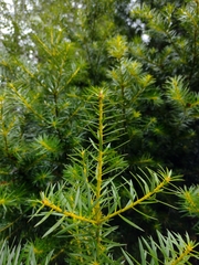 Podocarpus nubigenus