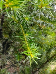 Podocarpus nubigenus