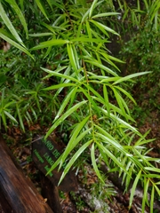 Podocarpus salignus