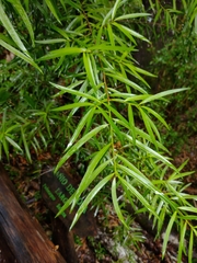 Podocarpus salignus