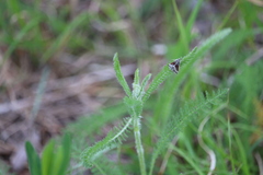 Odontiinae