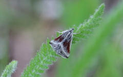 Odontiinae