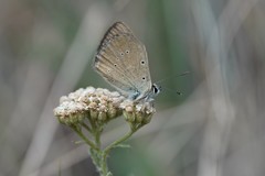 Polyommatus humedasae