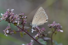 Polyommatus humedasae